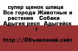 супер щенок шпица - Все города Животные и растения » Собаки   . Адыгея респ.,Адыгейск г.